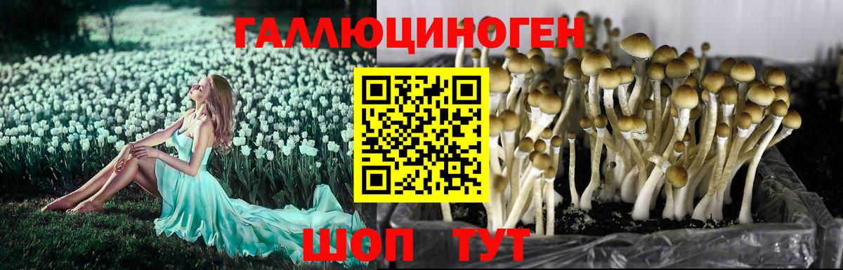Снежинск  Псилоцибиновые грибы Psilocybine cubensis  Вход с VPN 